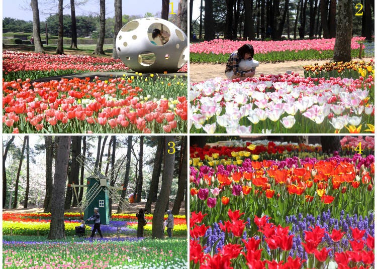 1) Eggs in the forest 2) no matter where you step, the scenery is stunning 3) a small windmill 4) tulips of various colors