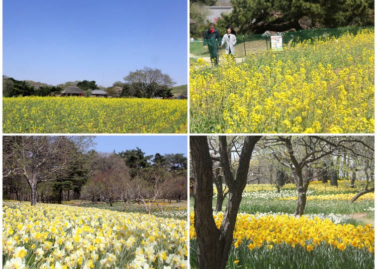 1) and 2) The rape blossoms in front of traditional houses 3) and 4) The spacious daffodil garden (10,000 square meters)