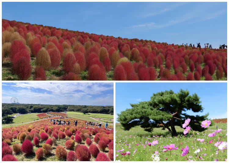Enjoy Japan's Dreamy Autumn Field of 2.6 Million Cosmos & Kochia Plants