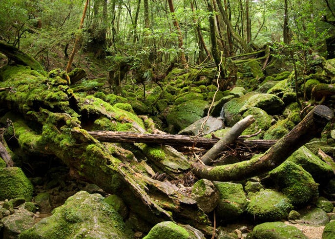 世界が認める日本の観光地だけど 外国人が嫌いな街 好きな街は結局どこ Live Japan 日本の旅行 観光 体験ガイド