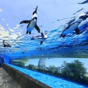 Sunshine水族館
