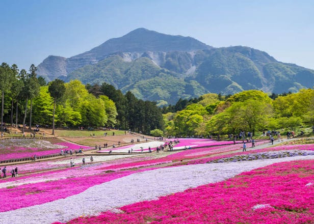 Hitsujiyama Park Shibazakura Hill 2021: Stunning Beauty of Gorgeous Pink Moss!