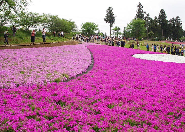 Hitsujiyama Park’s 'Shibazakura' Moss Phlox Hill