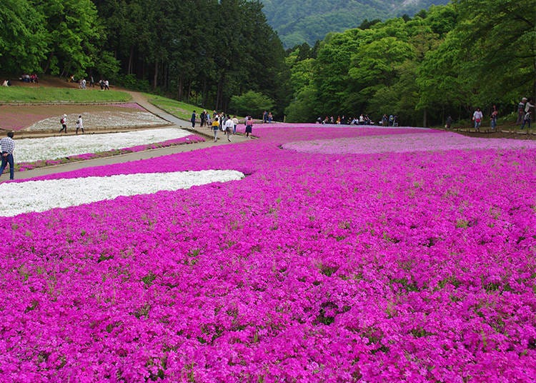 Best views and shibazakura photo spots at Hitsujiyama Park