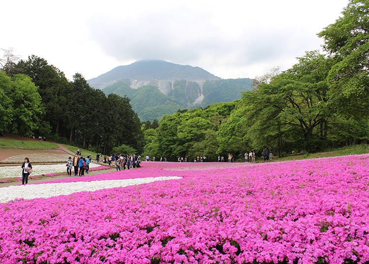 Mount Bukō and flowerbeds, seen from the Central Entrance, taken as we descended the hill.