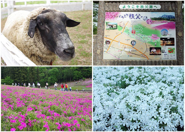 Hitsujiyama Park Beyond the Moss Phlox