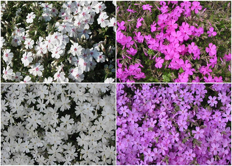 There are 9 different moss phlox varieties at the park