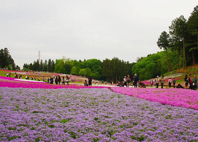 live japan