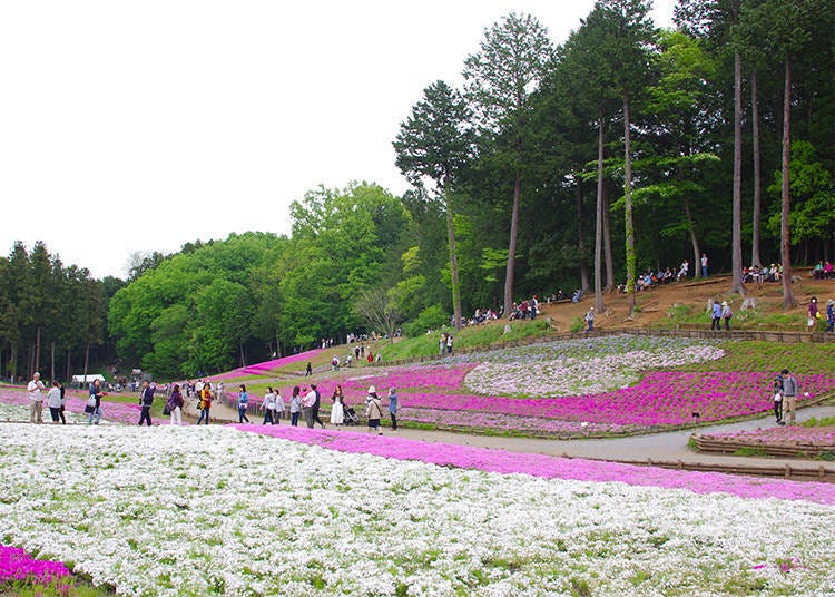 重點④居然還有心型芝櫻？