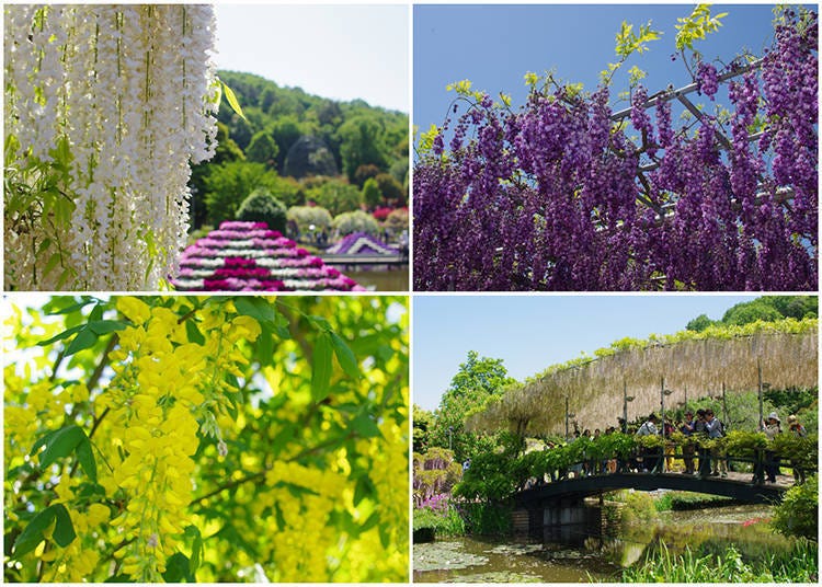 Ashikaga Flower Park: Japan's most stunning wisteria spot