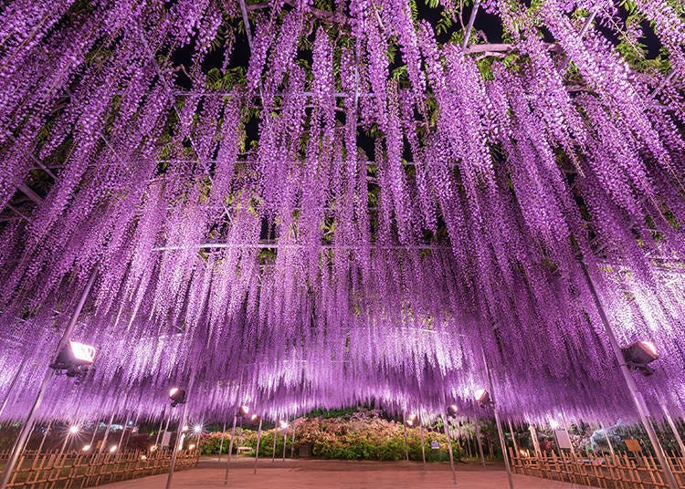 When is Ashikaga Flower Park's wisteria in bloom?