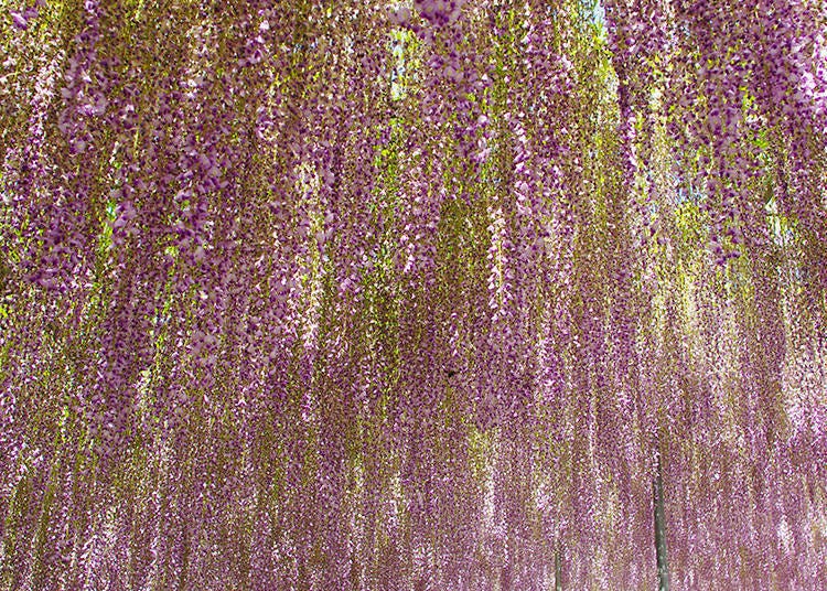 Here is why it was chosen by CNN: The best wisteria spots!