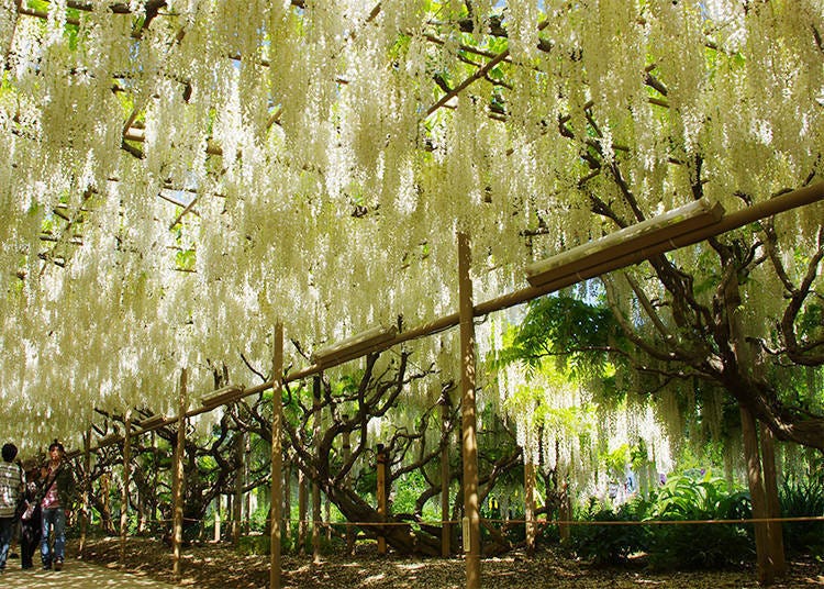 The White Wisteria Tunnel: A Natural Monument