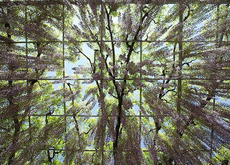 The Wisteria Arbor: Looking Up From Below