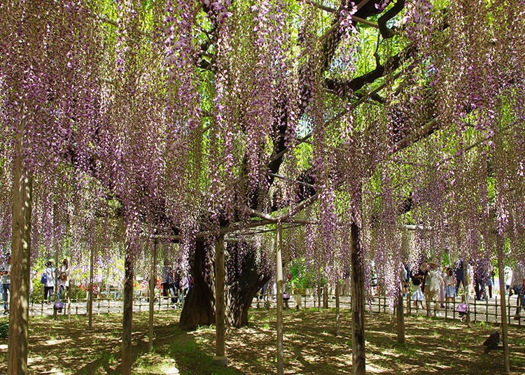 Wisteria galore: How to take the best pictures