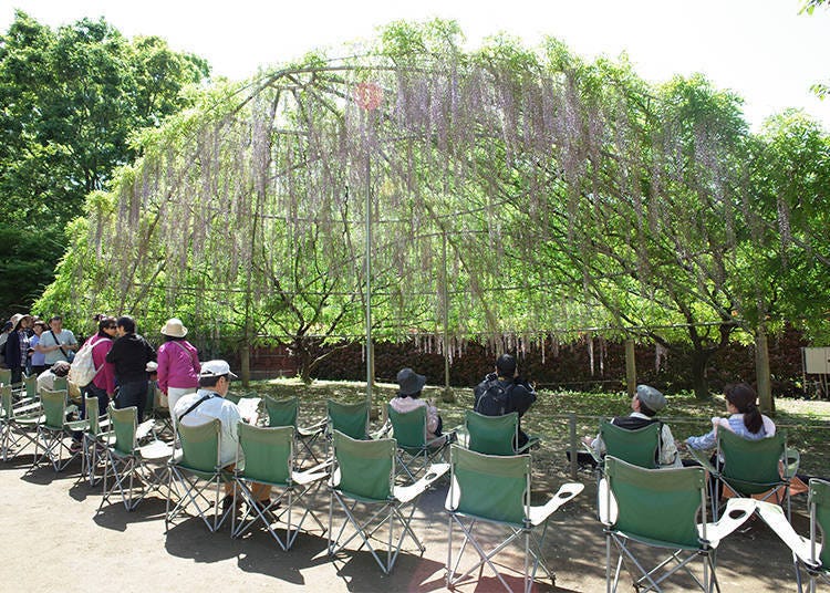 The Wisteria Dome