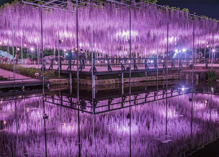 The beautiful night view of the “wisteria curtain.”