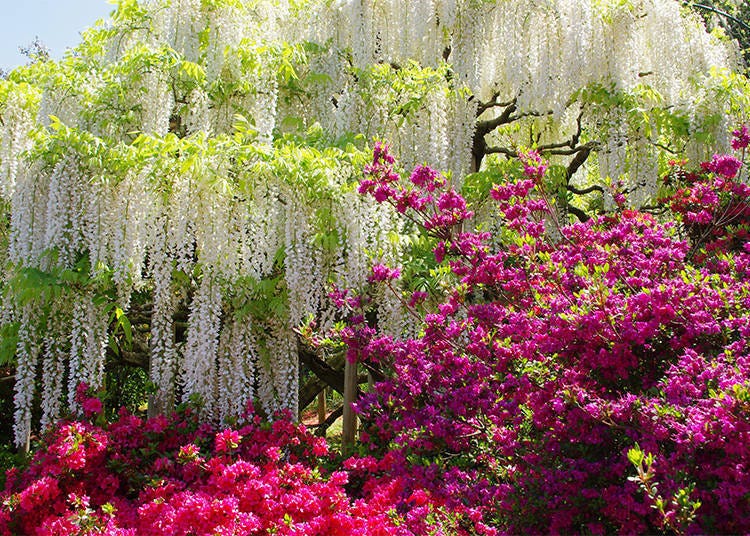 Insider tip: Other recommended areas in Ashikaga Flower Park
