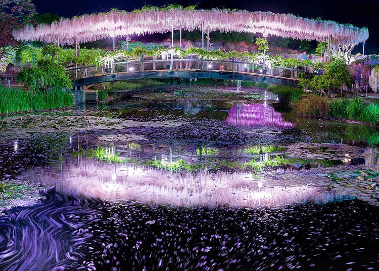 The night view of the illuminated wisteria.