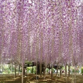 Hitachi Seaside Park Pink Butterfly Sea of Flowers & Ashikaga Flower Park Wisteria Tunnel One-Day Tour