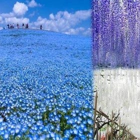Hitachi National Seaside Park's Flowers & Ashikaga Flower Park
Details & Bookings ▶
(Photo/Tour provider: Viator)