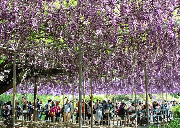 あしかがフラワーパークの大藤が観測史上最も早く開花 ふじのはな物語 大藤まつり21 が繰り上げ開催決定 Live Japan 日本の旅行 観光 体験ガイド