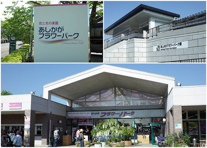 あしかがフラワーパークの大藤が観測史上最も早く開花 ふじのはな物語 大藤まつり2021 が繰り上げ開催決定 live japan 日本の旅行 観光 体験ガイド