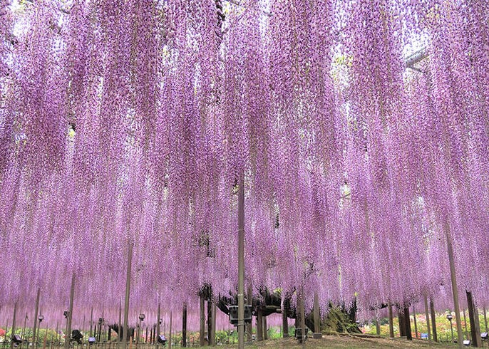 あしかがフラワーパークの大藤が観測史上最も早く開花 ふじのはな物語 大藤まつり21 が繰り上げ開催決定 Live Japan 日本の旅行 観光 体験ガイド