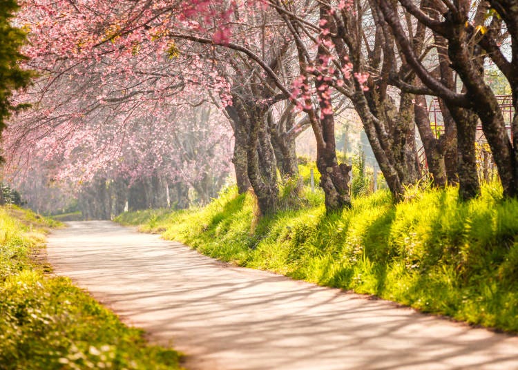 ４：日本の桜が美しい。ここで春を迎えられてよかった