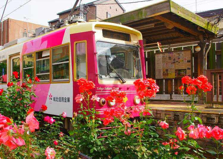 [Movie] レトロな雰囲気を味わえる！東京さくらトラム/都電荒川線に乗って美しいバラを観賞！