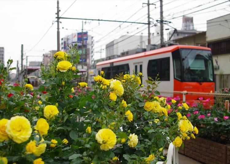 Rose Viewing Spot #4: Flowerbeds in Front of Machiya Station