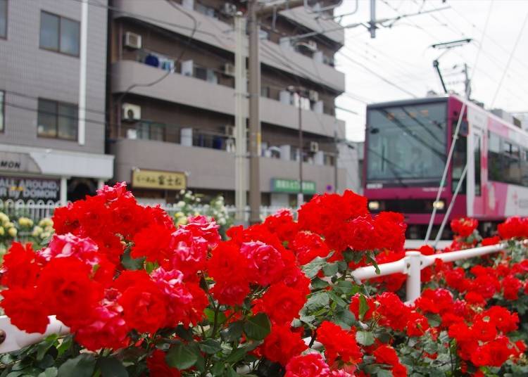 Rose Viewing Spot #6: The Rose Highway Extending from Arakawa-Yūenchimae to Arakawa-Shakomae
