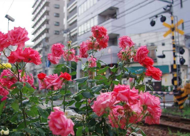 Rose Viewing Spot #7: Scenic Roses of Toshima Ward, from Otsuka Station to Mukaihara