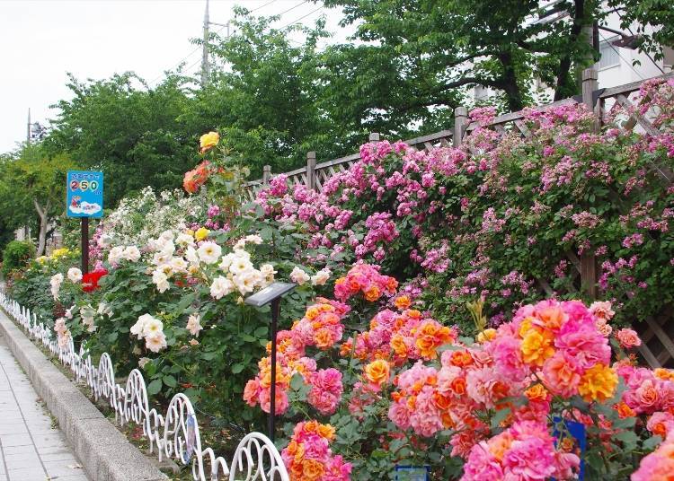 Bonus #2: The Rose-Lined Path to Arakawa Amusement Park, the Arakawa-Yūenchimae Station