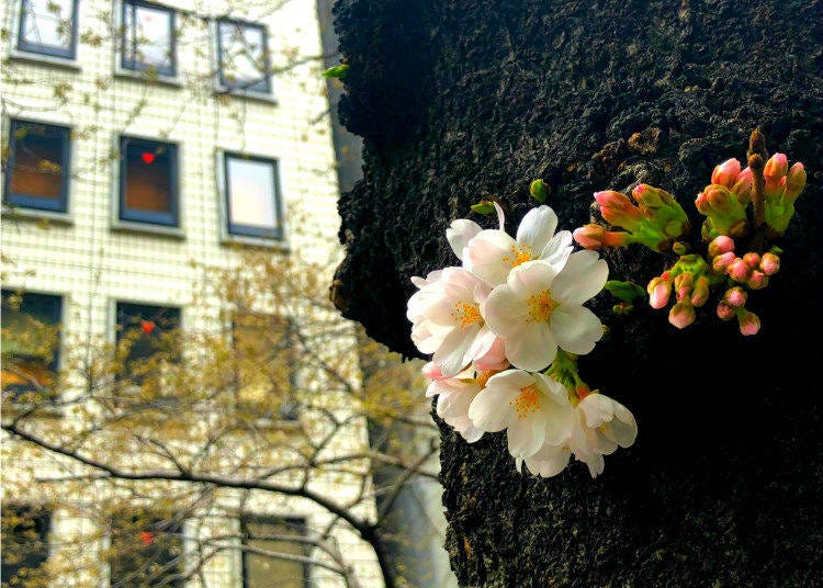 Buds and petals in Nihonbashi