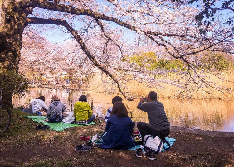 Sakura blossoms are nearing peak bloom in Tokyo (location: Zenpukuji Park, on Tokyo’s west side)
