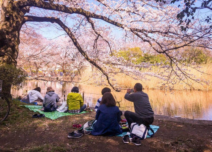 What's the weather like in Tokyo in March? | LIVE JAPAN travel guide