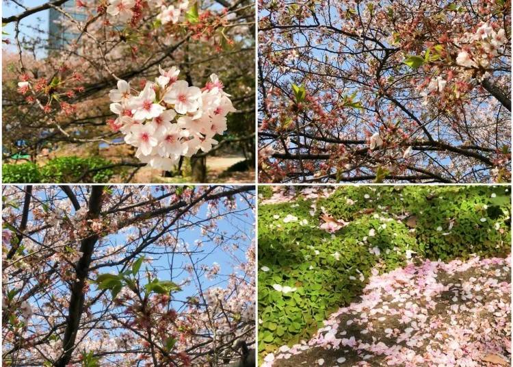 What is there to see in Tokyo in April?