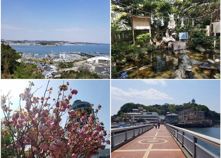 Clockwise from top left: Overlooking the calm waters of Sagami Bay; the dragon at Enoshima Shrine; Yaezakura with Enoshima Sea Candle in the background; the pedestrian bridge out to Enoshima Island.