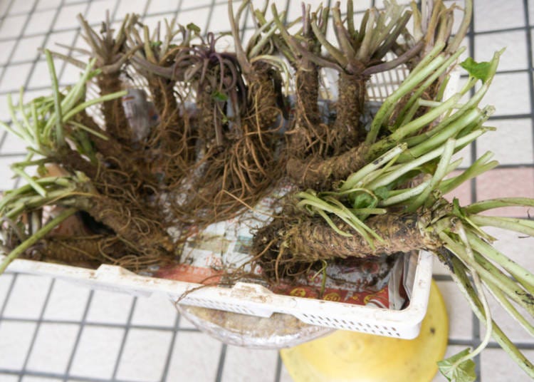 Raw wasabi at the market. Note that the roots have not been removed from the stem, and the leaves are relatively intact.