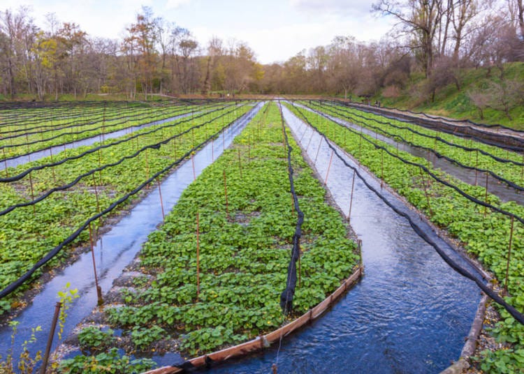 4. It is pretty hard to grow wasabi