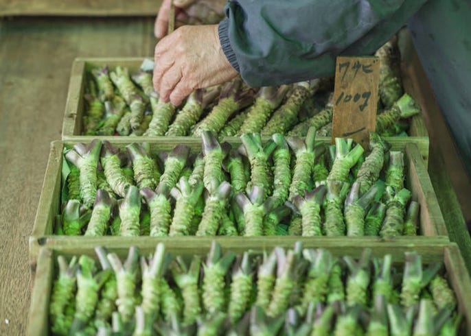 Wasabi: 13 Curious Things You Never Knew About Japan's Most Famous  Condiment! | LIVE JAPAN travel guide