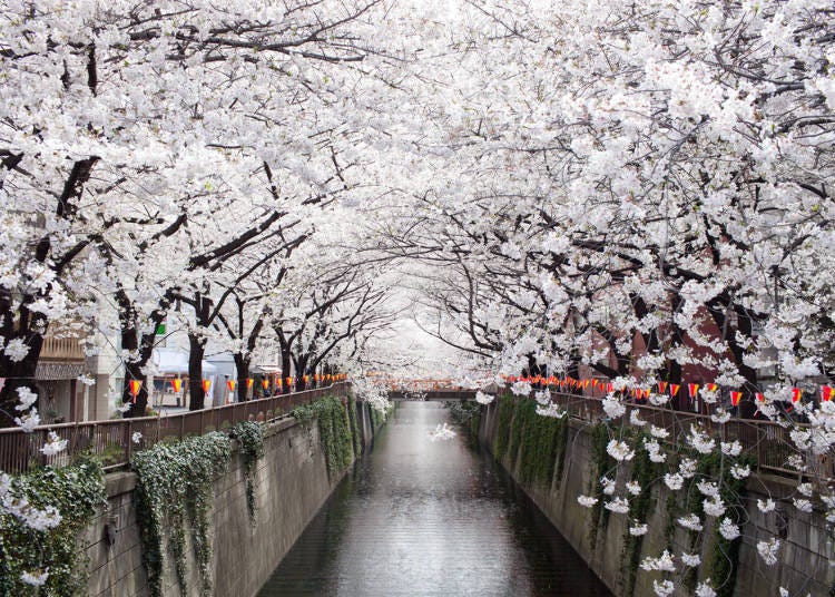 Highly popular, but not without its detractors: Flower Viewing