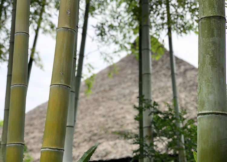 View of a traditional Japanese thatched-roof home through the bamboo grove