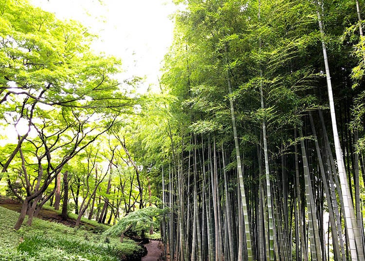 4. Tonogayato Garden (殿ヶ谷戸庭園), Kokubunji