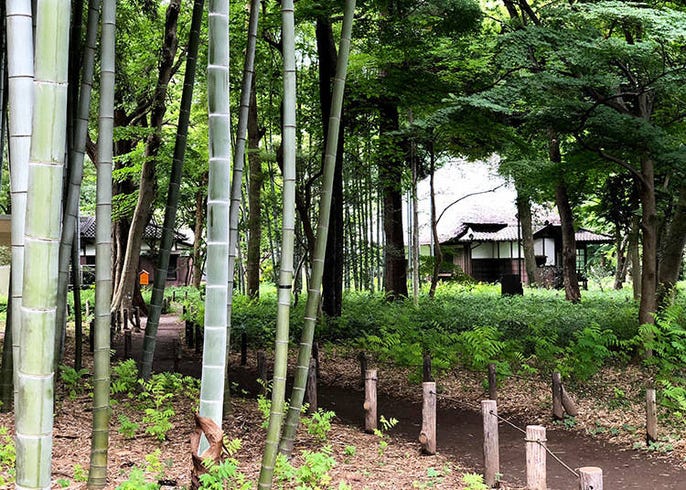 5 Bamboo Forests In Tokyo Must See Picture Perfect Spots Live Japan Travel Guide