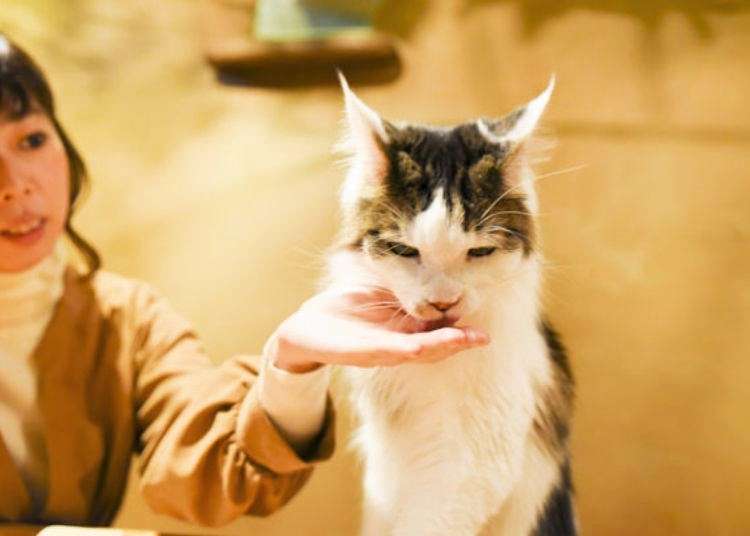 도쿄 볼거리 - 키치죠지(기치조지)에 위치한 귀여움 가득한 고양이 카페, 테마리노 우치! - Live Japan (  일본여행·추천명소·지역정보 )