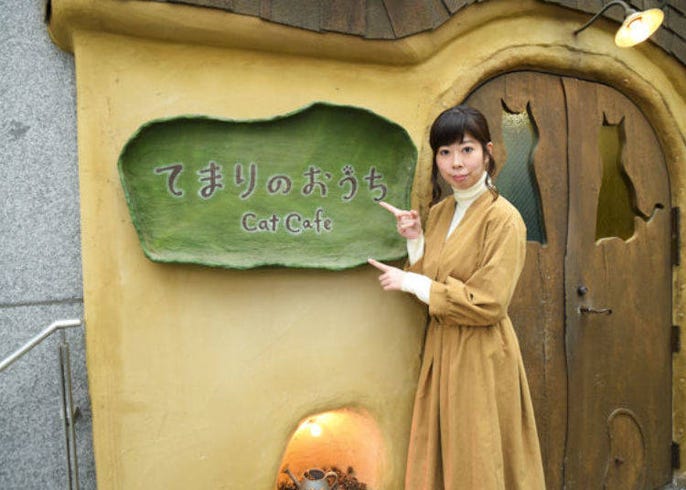 Visiting Tokyo Cat Cafe Temari No Ouchi Cute And Fluffy Just