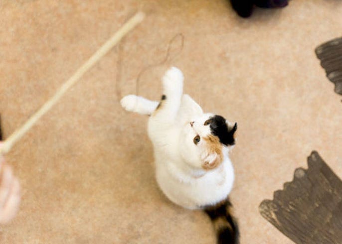 Visiting Tokyo Cat Cafe Temari No Ouchi Cute And Fluffy Just