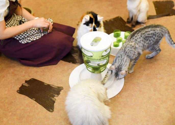 Visiting Tokyo Cat Cafe Temari No Ouchi Cute And Fluffy Just